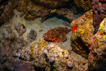 Fototapeta na wymiar Tassled scorpionfish