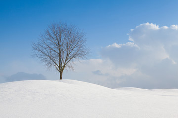 Fototapeta na wymiar Lonely tree in a winter landscape