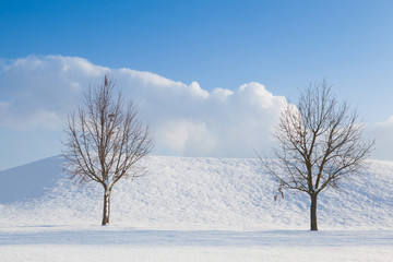 Two lonely trees in a winter landscape