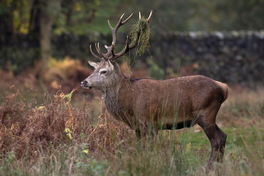 Red Deer Stag (Cervus Elaphus)/Red Deer Stag in long grass at the edge of forest
