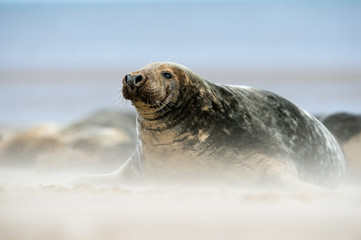 Atlantic Grey Seal (Halichoerus Grypus)/Male Atlantic Grey Seal on Beach