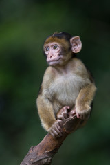 Barbary Macaque (Macaca Sylvanus)/Baby Barbary Macaque perched on the end of a tree branch