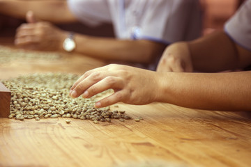 sorting out green raw coffee beans