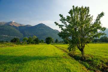 Fototapeta premium Alone tree in Alps, Italy