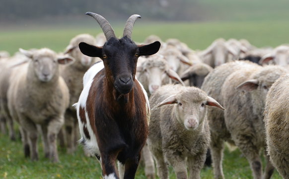  Ziegenbock vor Schafen
