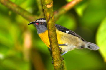 Bananaquit (Coereba flaveola) Puerto Rico