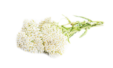 Yarrow ( Achillea millefolium) © marrakeshh