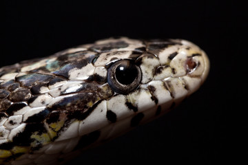 Kornnatternkopf im Detail