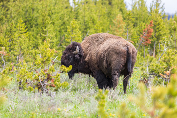 A large male bison (Bison bison) native to the plains and boreal