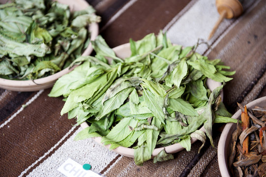 Chilca dye plant