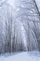 Snowy trees and footpath in a snowy forest in Finland in the winter.