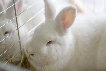 Fototapeta premium Big white rabbit in the cage
