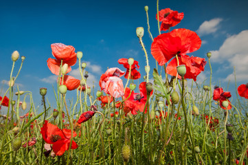 Poppies, close up