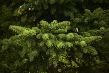 Closeup of a young fir branches