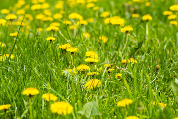 Yellow dandelion flowers with leaves in green grass