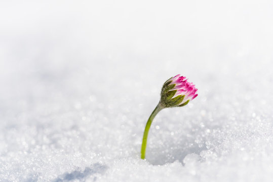 Flower that emerges from the snow