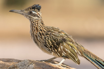Greater Roadrunner