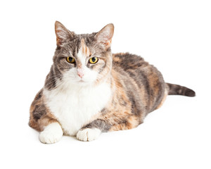 Pretty Large Calico Cat Laying Over White