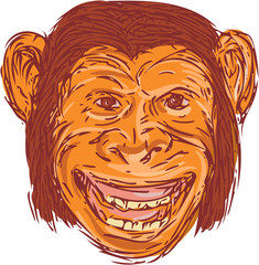 Chimpanzee Head Front Isolated Drawing