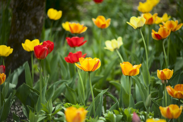 Red, yellow and orange tulips in the garden