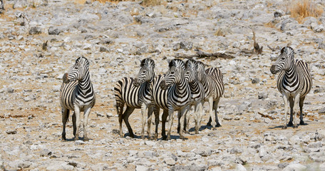 Fototapeta na wymiar Group of zebras in an African Park
