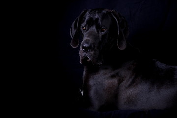 Schwarze Dogge vor schwarzem Hintergrund (Studioshot)