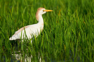 Cattle Egret in paddy field