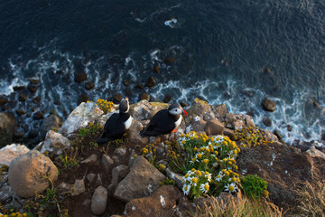 Obraz premium Pulcinella di Mare