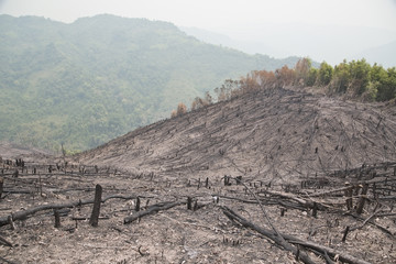 Deforestation, after forest fire, natural disaster, Laos