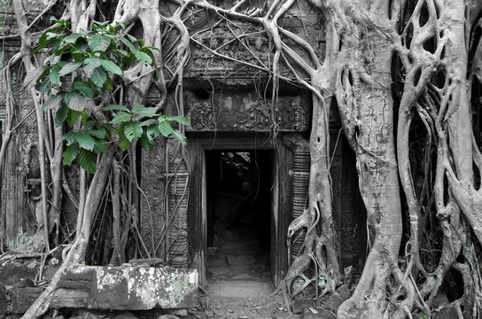 The Ta Prohm (Taprom) temple in the jungle near Angkor, Cambodia