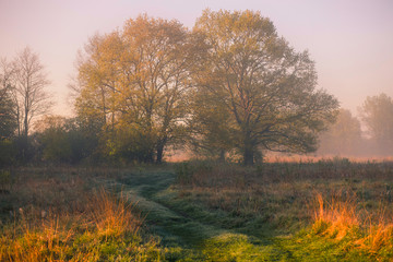 Foggy spring sunrise
