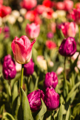 pink and purple tulips in bloom