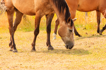 Fototapeta premium Majestic graceful brown horses in meadow.