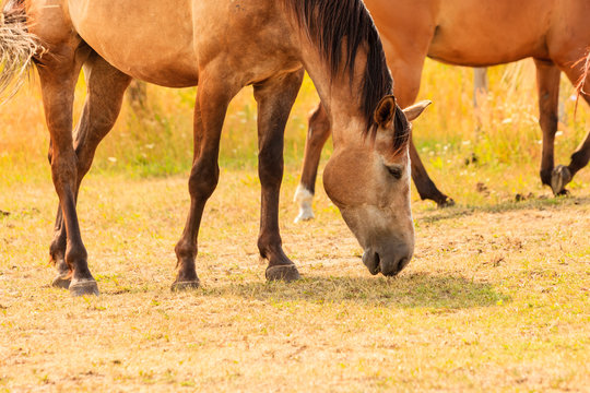 Majestic graceful brown horses in meadow.