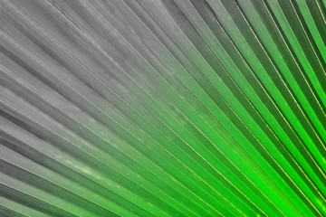 Obraz premium Palm leaf, retro stylization, close-up