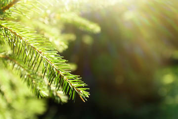 Beautiful fir tree with sunlight