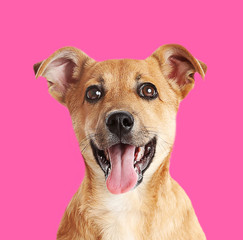 Little cute puppy on pink background