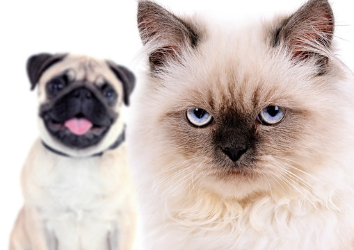 Angry Cat And Happy Dog, Isolated On White