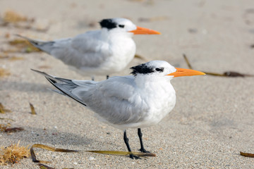 Seaguls