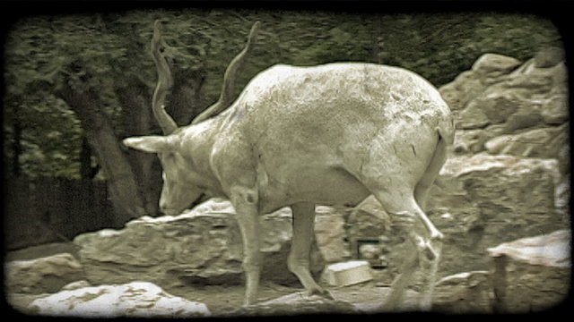 Gazell in zoo. Vintage stylized video clip.