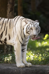 Fototapeta na wymiar The white tiger Licking Nose with Tongue