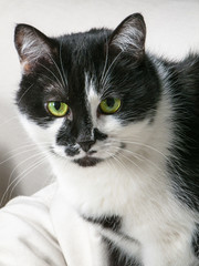 Black and white domestic cat on a pillow