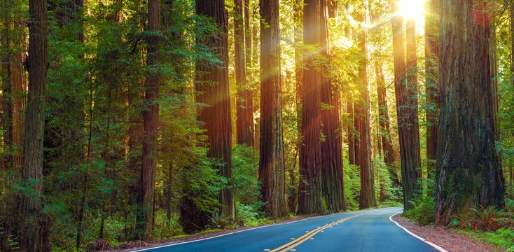 Fototapeta Famous Redwood Highway
