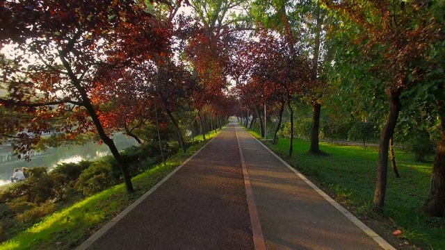 Flying through the trees on a park alley