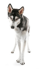 Siberian Husky, isolated on white
