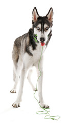 Siberian Husky in headphones, isolated on white