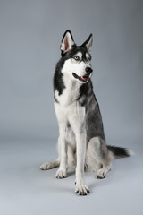 Young Husky sitting on grey background