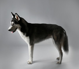Young Husky on grey background