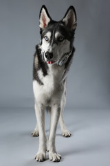 Young Husky in headphones on grey background