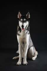 Young Husky sitting on dark background
